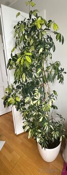 Prodám Scheffleru 2,1m - 3