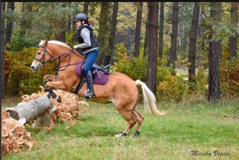 PONY B - čistokrevná klisna haflinga - 3
