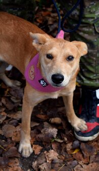 DELI K ADOPCI - 1,5 ROKU, KLIDNÁ, KŘEHKÁ DUŠIČKA - 3