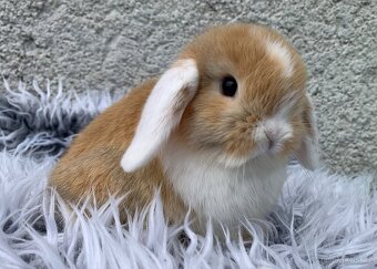 ❤️⭐️nádherná miminka Minilop Kralicek Beránek - 3