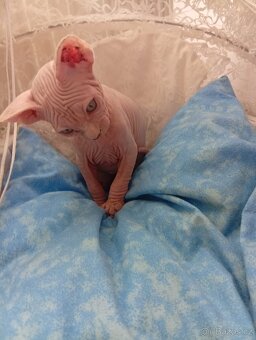 Kanadský sphynx - 3