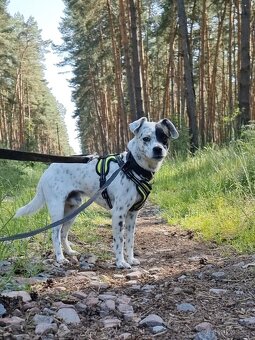 LAKY K ADOPCI - malý usměvavý mazel - 3