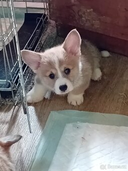 Welsh corgi pembroke s PP - 3