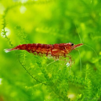 Krevetky - Neocaridina Red Cherry - 3
