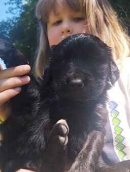 FENKA- KŘÍŽENEC, BERNSKÝ SALAŠNICKÝ X LABRADOR - 3