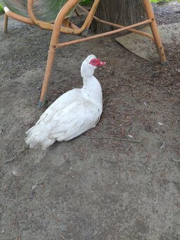 Kachna, Kačer, vejce na násadku - 3
