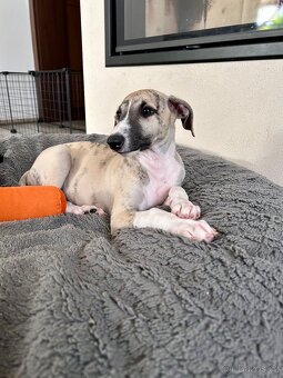 Whippet / Vipet štěně s PP - 3