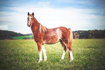 WMP Welsh Mountain Pony - 3