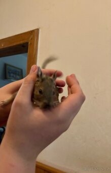 Osmák degu - 3