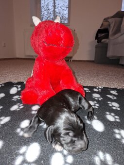 Německý krátkosrstý ohař - 3