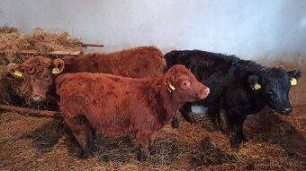 Prodám jalovičky Dexter s POP - 3