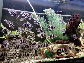 Frontos tanganica - 3