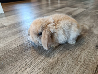 Zakrslý králíček beránek - mládě - 3