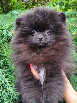 Pomeranian s pp - 3