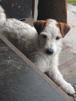 Prodám fenku Jack Russell teriér - 3