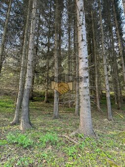 Prodej pozemek les, CP 21 494 m2, Všemina, okres Zlín - 3