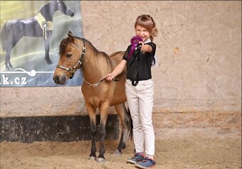AMHA/ minihorse-valach - 3