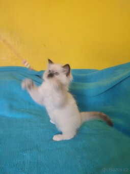 Ragdoll koťátko bez PP - 3