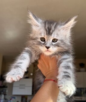 Mainská Mývalí Maine Coon kocourek s PP - 3