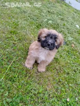 jorkširsky -shih-tzu bez pp - 3