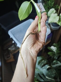 Monstera alba č.6 - 3