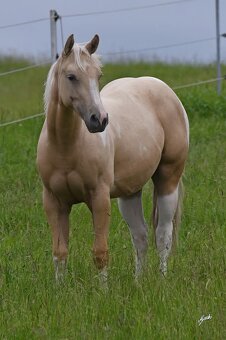Roční paint Horse klisna - 3