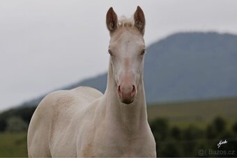 Letošní kobylka APHA cremello overo - 3