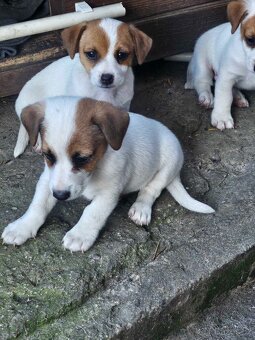 Štěňata Jack Russell teriér - 3