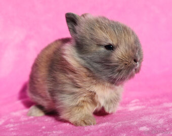 Zakrslý krátkouchý králíček lví samička . - 3