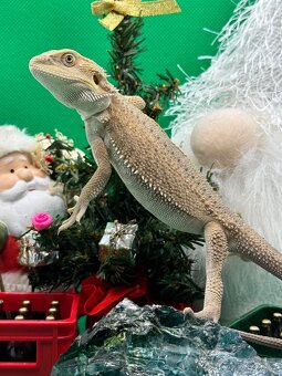 Agama Vousatá-Nejkrásnější mláďata sezóny - 3