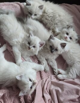 Ragdoll koťatka mačiatka - 3