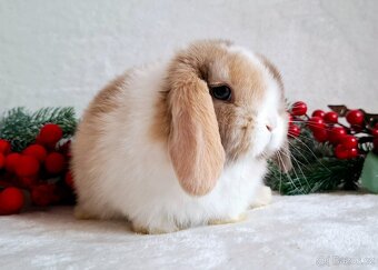 🩵Luxusní mazlíčci minilop 🩷 - 3