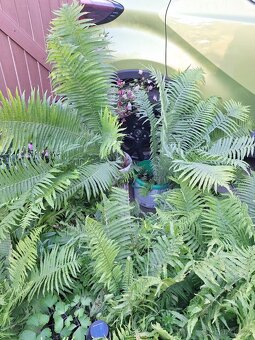 Prodám silné sazenice kapradiny pérovník pštrosí - 3