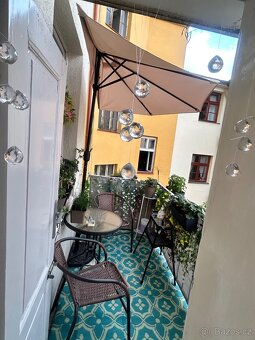 Balkonovy slunecnik, poloslunecnik bezovy - 3