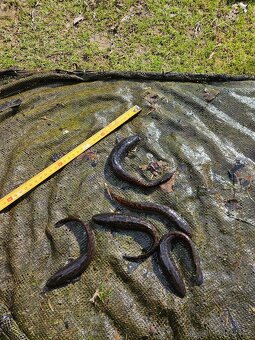 Mník jednovousy - 3