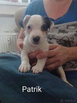 Jack Russel teriér - 3