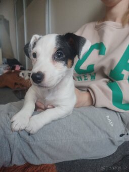 Jack Russel teriér - 3