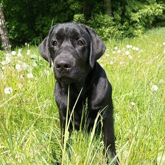 Labrador - 3