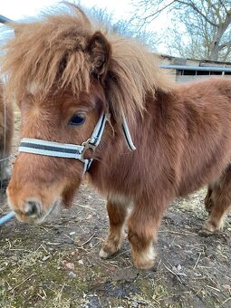 Prodám hřebečka mini shetland s PP - 3