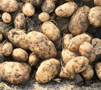 RANÉ BRAMBORY 15kč/kg - 3