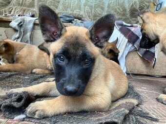 Belgický ovčák Malinois — Štěňata na PRODEJ - 3