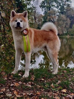 Pes ke krytí - Akita Inu - 3