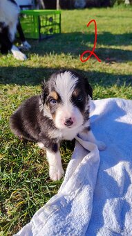 Border kolie bez PP - 3