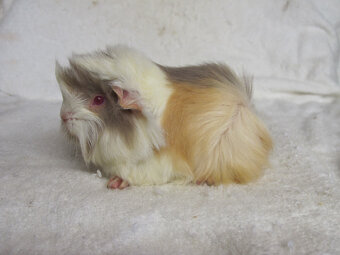 Morčata peruánská hledají nové páníčky - 3