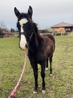 Poloviční American Paint Horse - 3