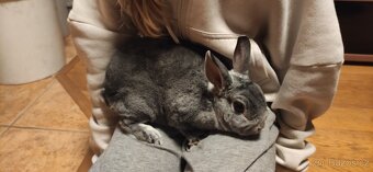 Zakrslý králík Rex s klecí - 3