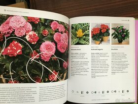 Pokojové rostliny, Balkónové rastliny,z - 3