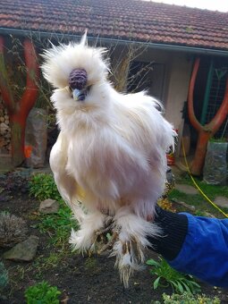 Kohouti Hedvábničky holokrčky a bílé velké vousaté - 3