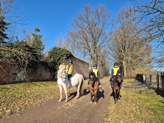 Shagya arab klisna 16-let - 3