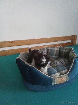 Jorkšírský teriér - 3